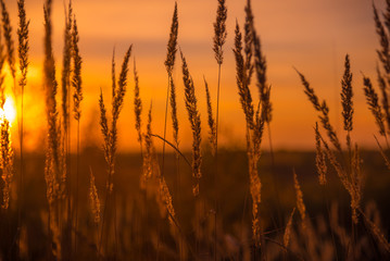 Fototapeta premium Dry Yellow Grass Meadow In Sunset Sunrise Sunlight. 