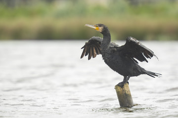 Cormorant drying his wings in the sun