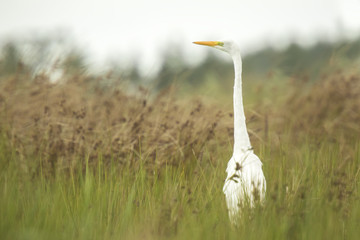Fototapeta premium Great egret Ardea alba fishing