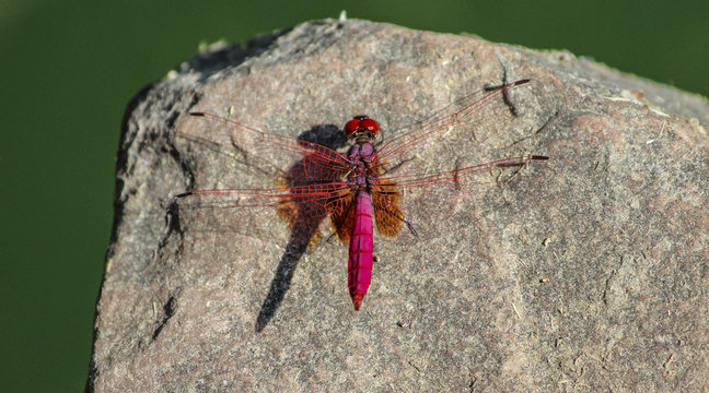 Vibrant Dragonfly