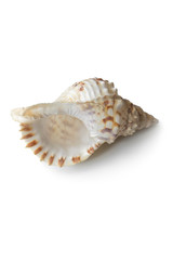 Ракушка с тенью, изолят на белом фоне