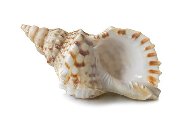 Ракушка с тенью, изолят на белом фоне