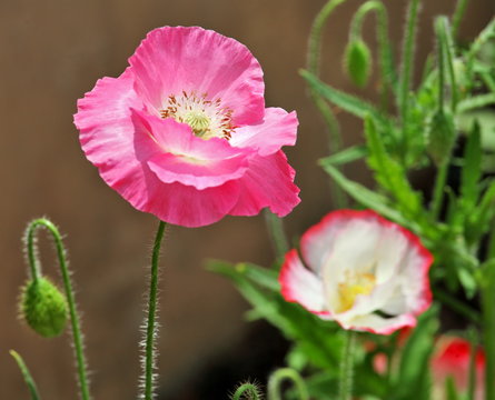 Pink poppy