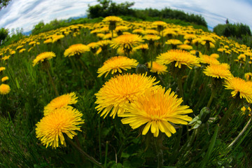 The World is Round by danelions