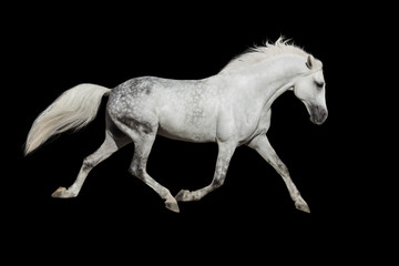 Fototapeta na wymiar White horse trotting on black background