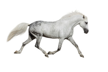 Plakat White horse trotting on white background
