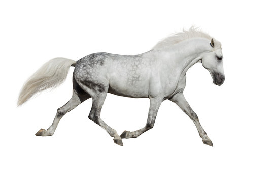 White horse trotting on white background