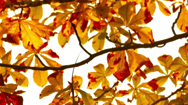 Sun shining through fall leaves 