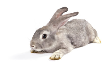 Grey rabbit