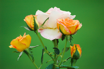 Fototapeta premium Four (4) golden roses around a white / pink rose