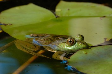 An American bullfrog resting on a lily pad