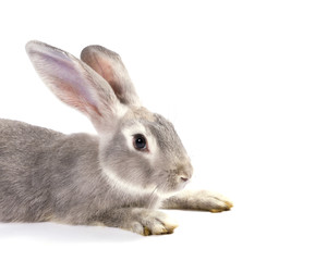 Grey rabbit