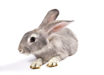Grey rabbit