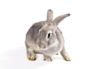 Obraz premium Grey rabbit