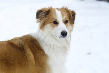 Red Border Collie in snowy winter