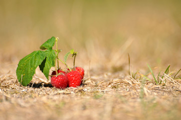 Autumn natural raspberries on the dry grass