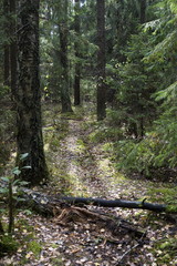 Obraz premium Fallen tree in the forest