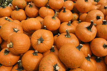 Orange pumpkins on the market