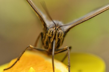 Motyl © Katarzyna Judycka