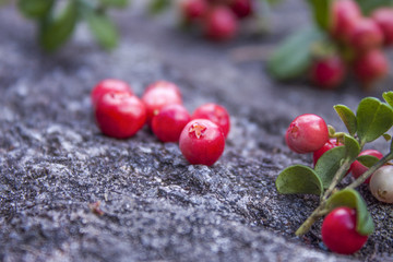 Vaccinium vitis-idaea