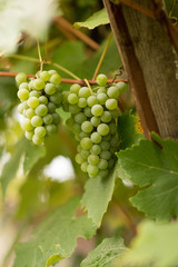 grapes on old vine