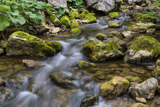 Forest river flows among  mossy stones.