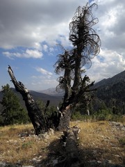 Kuru ağaç
