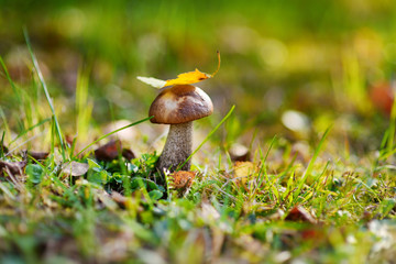 Boletus edulis mushroom in a woods