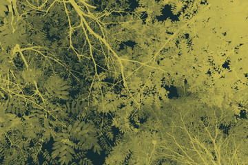 Fototapeta na wymiar Abstract background from branches and leaves.