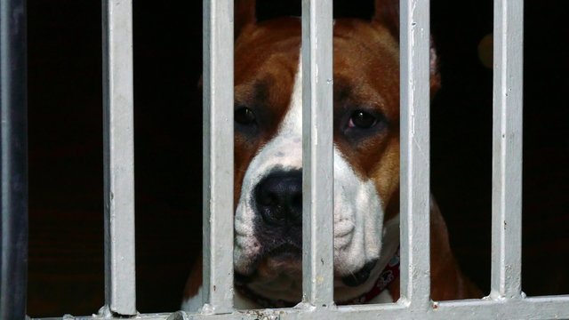 Staffordshire terrier sad in animal shelter behind chain fence