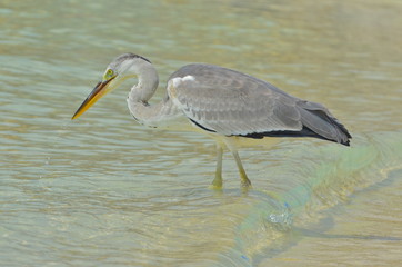Héron cendré, Maldives