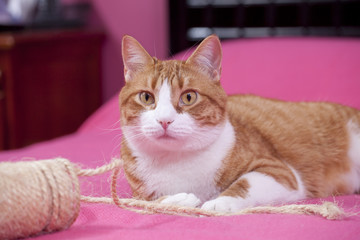 Fototapeta na wymiar Gato doméstico en fondo rosa 