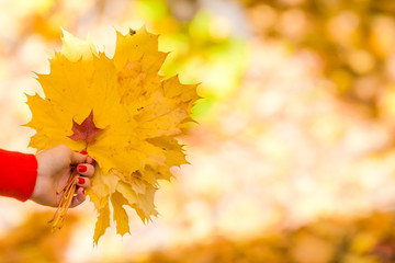 Big yellow maple leaves outdoors at beautiful autumn park