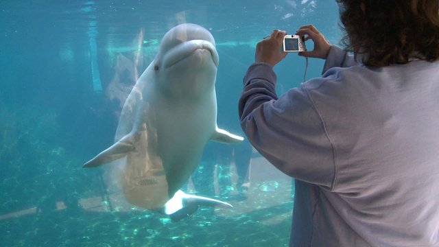 Up-close with a Beluga Whale