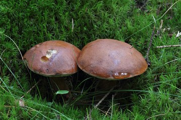 Mushroom bay bolete (Imleria badia / Boletus badius) in the moss.