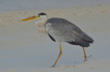 Héron cendré, Maldives
