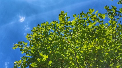 Laubbaum