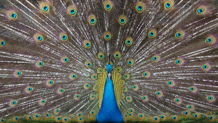 Naklejka premium Blue peacock