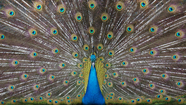 Fototapeta Blue peacock