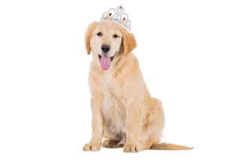 Golden retriever puppy sitting with crown looking straight