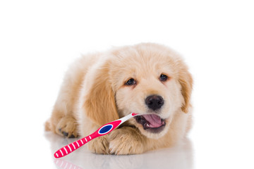Golden retriever  brushing his teeth looking straight isolated