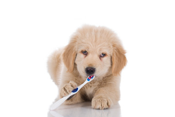 Golden retriever puppy with strabismus brushing his teeth looking straight