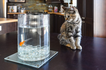 Brown Marble Tabby kitten watching goldfish