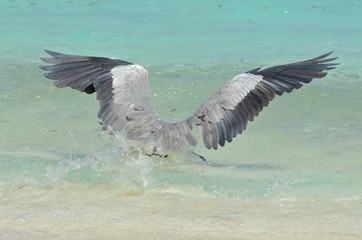 Héron cendré, plongeon, Maldives