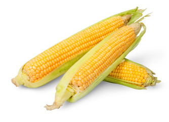 Three partially peeled corn cob lying cross