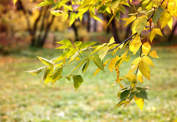 Fall foliage branches day