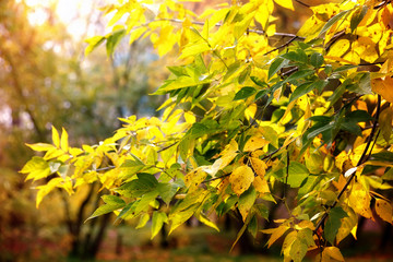 Fall foliage branches day sun