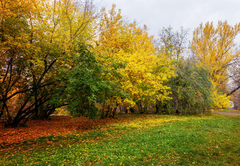 trees in a park in autumn sunny day