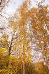 trees in a park in autumn sunny day