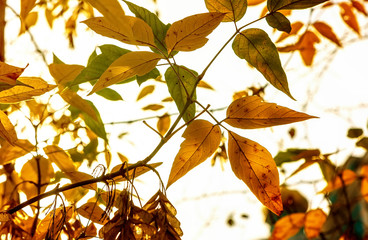 Fototapeta na wymiar Fall foliage branches day sun